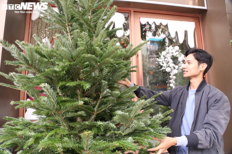 Còn khoảng 2 tuần nữa là đến Giáng sinh. Trên thị trường, giữa vô số loại cây thông thì dòng thông tươi nhập khẩu đang trở thành tâm điểm khi được chào bán với mức giá rất đắt đỏ song vẫn thu hút khách nhà giàu xuống tiền mua.