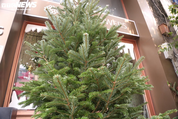 Anh Lê Tự Duy Nam, quản lý cửa hàng Lux Flowers (phố Hai Bà Trưng, Hà Nội), cho biết năm nay thông tươi Đan Mạch được nhập qua đường hàng không về phục vụ khách Việt Nam. Loại thông này có nhiều mức giá, cây càng to, càng cao thì càng đắt.