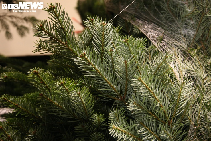 Rẻ nhất là loại từ 3 triệu đồng cho cây cao 75 - 100 cm. Các cây có chiều cao từ 2m trở lên có giá 10 - 15 triệu đồng chưa bao gồm công trang trí. Các loại cây có chiều cao từ 3,5m được rao bán với mức giá hơn 100 triệu đồng.