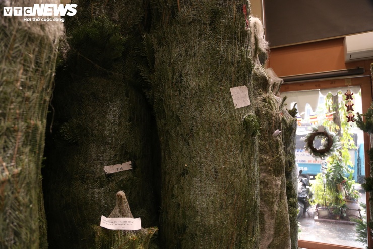 Các cây thông này 100% đều được vận chuyển từ Đan Mạch qua máy bay và có giấy tờ chứng minh nguồn gốc xuất xứ rõ ràng.