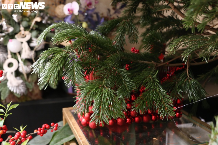 Theo đại diện cửa hàng, dù giá đắt đỏ nhưng sức mua của dòng thông tươi nhập khẩu năm nay vẫn tăng mạnh: "Lượng đơn hàng tăng 50%. Hiện tại hầu hết các cây đã có khách đặt từ khoảng 1 tuần trước".