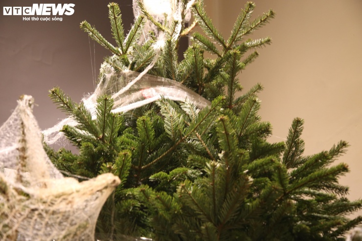 Năm nay, cây thông nhập khẩu có giá cao nhất được Lux Flowers bán là 120 triệu đồng, với chiều cao gần 4m. Hiện cây đã được một vị khách Hà Nội đặt hàng.