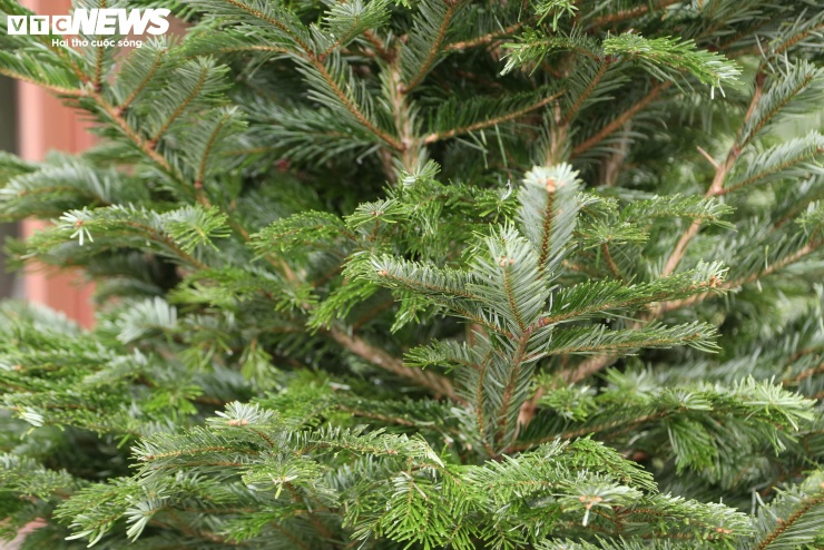 Theo anh Nam, giá thông tươi nhập khẩu năm nay nhìn chung cao hơn năm ngoái do tỷ giá tăng, song không vì thế mà khiến khách nhà giàu "nản lòng". "Chất lượng cây tốt nên khách hàng cũ đều quay lại đặt mua, cộng thêm một lượng lớn khách hàng mới có nhu cầu trải nghiệm, vì đã nhàm chán khi chơi cây thông giả'', anh Nam lý giải.