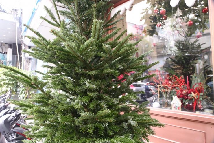 Thông tươi nhập khẩu có hai dòng là Nordmann Fir và Nobilis, trong đó dòng Nordmann Fir được ưa chuộng do tính thẩm mỹ với thân thẳng, tán là đều, mềm, an toàn vì không sắc nhọn.