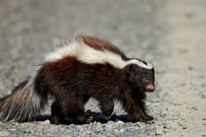 Tử vong sau ghép thận từ người hiến mắc bệnh dại