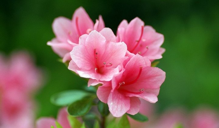 Những loài hoa có độc nhưng lại được nhiều người trồng làm cảnh - 4