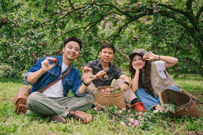 Du khách trải nghiệm hái mận cùng chủ vườn mận tại Mộc Châu. Ảnh: Quang Kiên