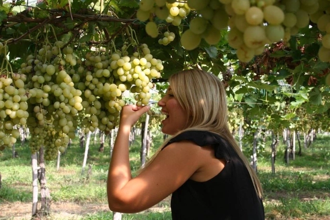Vườn nho Ninh Thuận thu hút khách trong nước lẫn quốc tế nhờ trải nghiệm thực tế. Ảnh: Huyền Trần