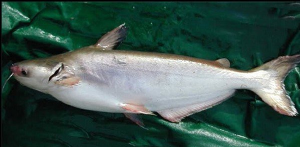 Bề ngoài cá dứa khá giống cá tra và cá ba sa.