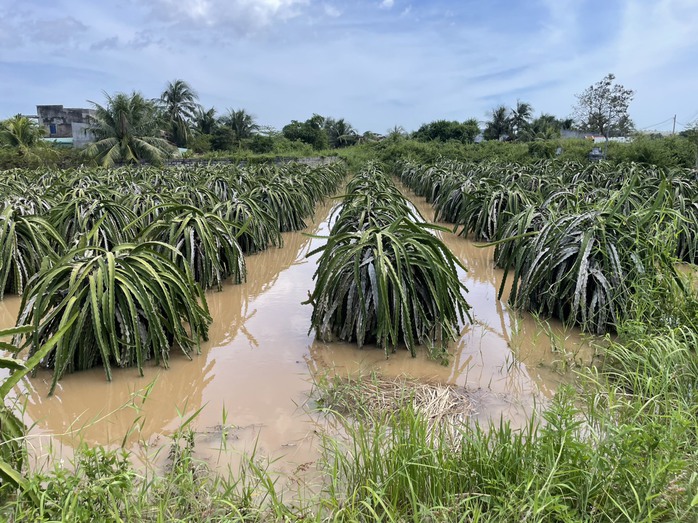 Nhiều vườn thanh long tại tỉnh Bình Thuận cũ ngập sâu trong nước sau đợt mưa lũ đầu tháng 12-2025