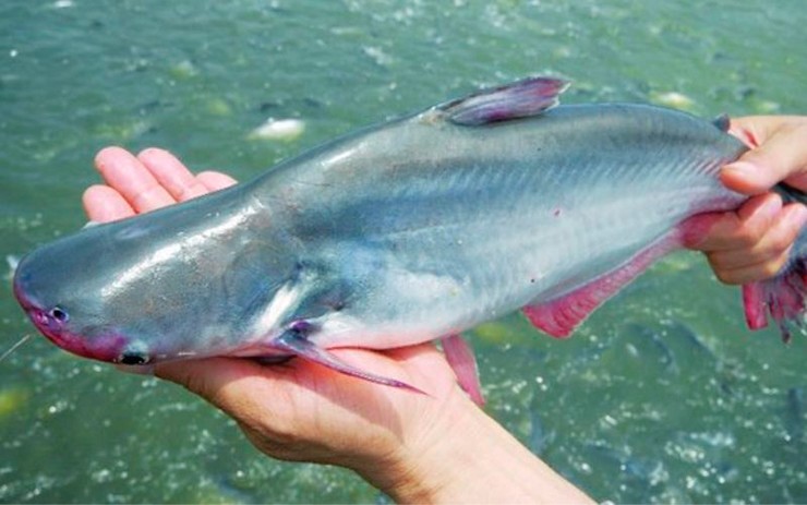 Cá tra được xem là “vua xuất khẩu” khi mỗi năm mang về hàng tỷ USD và tạo được vị thế trên thị trường quốc tế.
