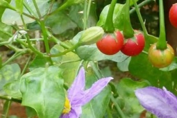 Cây đầy gai mọc dại ở quê, trên mạng bán gần nửa triệu/kg