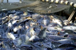 Thị trường - Tiêu dùng - Loài cá của Việt Nam được Mỹ và Trung Quốc mê như điếu đổ, nuôi 10 tháng bán "hái ra tiền"