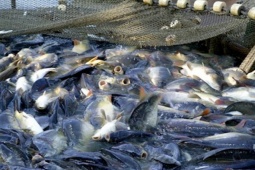 Loài cá của Việt Nam được Mỹ và Trung Quốc mê như điếu đổ, nuôi 10 tháng bán "hái ra tiền"