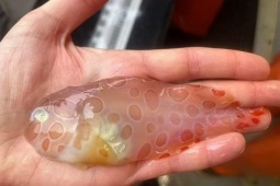 Tin tức sức khỏe - 3 loại cá đang ‘làm mưa làm gió’ vì công dụng bổ xương khớp cực bất ngờ!