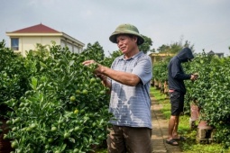 Thủ phủ quất Tết ở Ninh Bình 'cháy hàng' từ tháng 9, nhà vườn thắng lớn