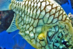 Đặc sản bạc triệu từ hai loài cá có cái tên khiến ai cũng tò mò