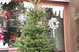 Đại gia Hà Nội chi hơn 100 triệu đồng mua thông tươi nhập khẩu đón Giáng sinh