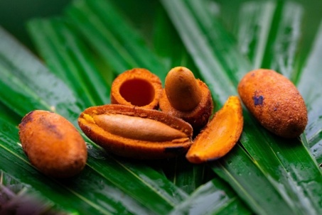 Thứ quả đen sì mọc đầy đồi núi Phú Thọ, đến mùa thành đặc sản gây nghiện