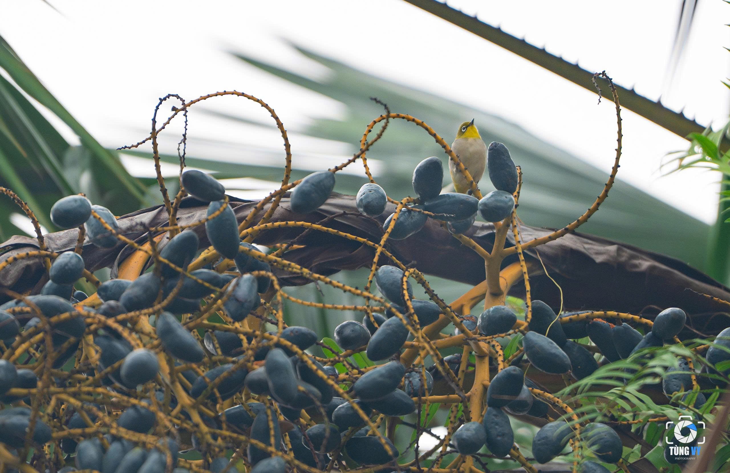 Thứ quả đen sì mọc đầy đồi núi Phú Thọ, đến mùa thành đặc sản gây nghiện - 4