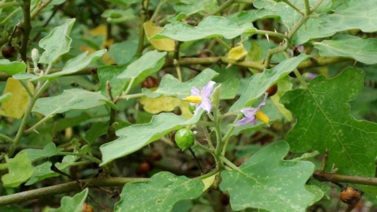 Cây đầy gai mọc dại ở quê, trên mạng bán gần nửa triệu/kg - 1