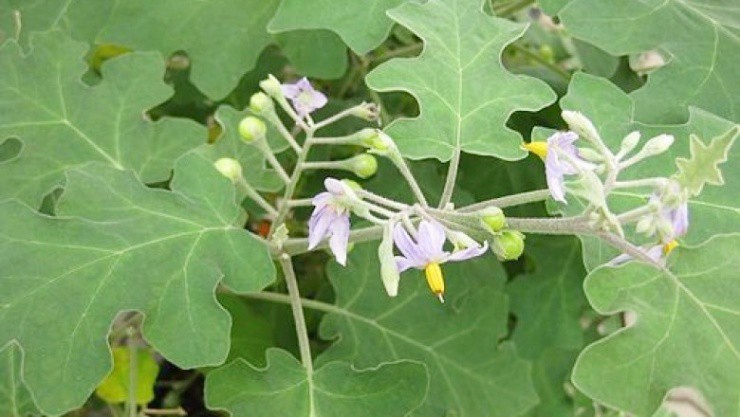 Cây đầy gai mọc dại ở quê, trên mạng bán gần nửa triệu/kg - 2