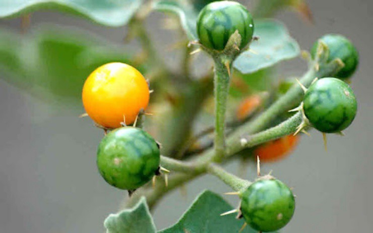 Cây đầy gai mọc dại ở quê, trên mạng bán gần nửa triệu/kg - 3