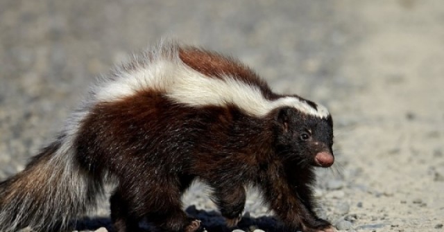 Tử vong sau ghép thận từ người hiến mắc bệnh dại