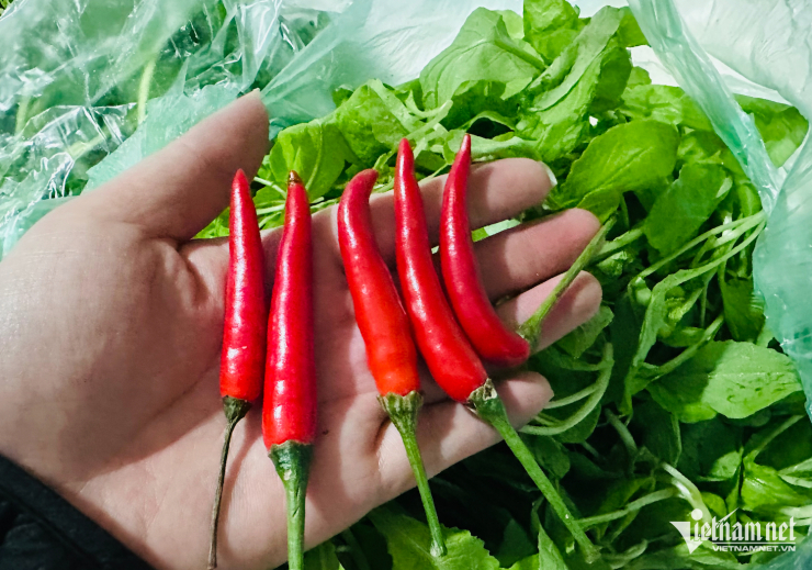 Giá ớt tăng gấp 3 lần, vọt lên ngưỡng 150.000 đồng/kg. Ảnh: Tâm An