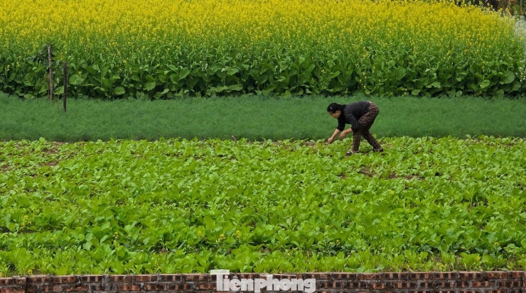 Hà Nội: Dạo chơi trên cánh đồng rực rỡ sắc vàng hoa cải - 3