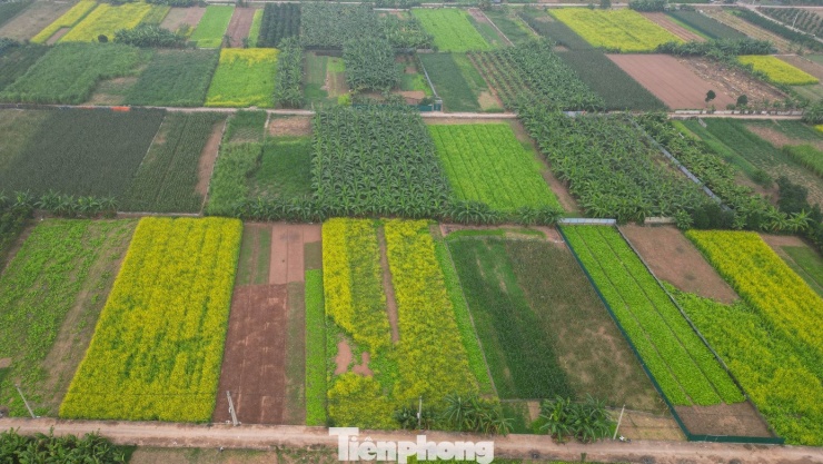 Hà Nội: Dạo chơi trên cánh đồng rực rỡ sắc vàng hoa cải - 1