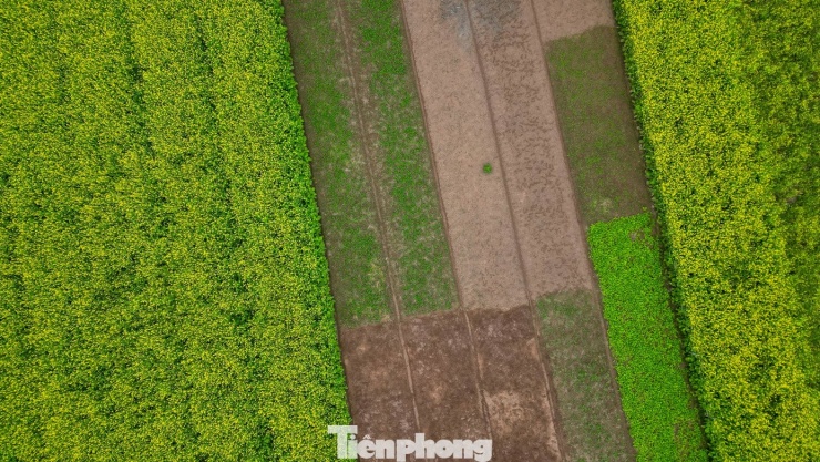 Hà Nội: Dạo chơi trên cánh đồng rực rỡ sắc vàng hoa cải - 2