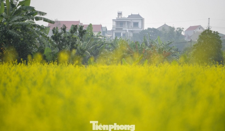 Hà Nội: Dạo chơi trên cánh đồng rực rỡ sắc vàng hoa cải - 4