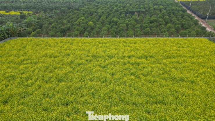 Hà Nội: Dạo chơi trên cánh đồng rực rỡ sắc vàng hoa cải - 7