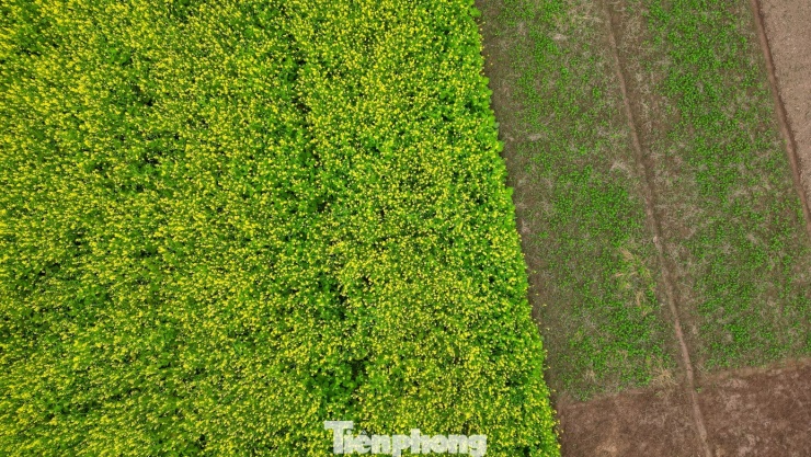 Hà Nội: Dạo chơi trên cánh đồng rực rỡ sắc vàng hoa cải - 11