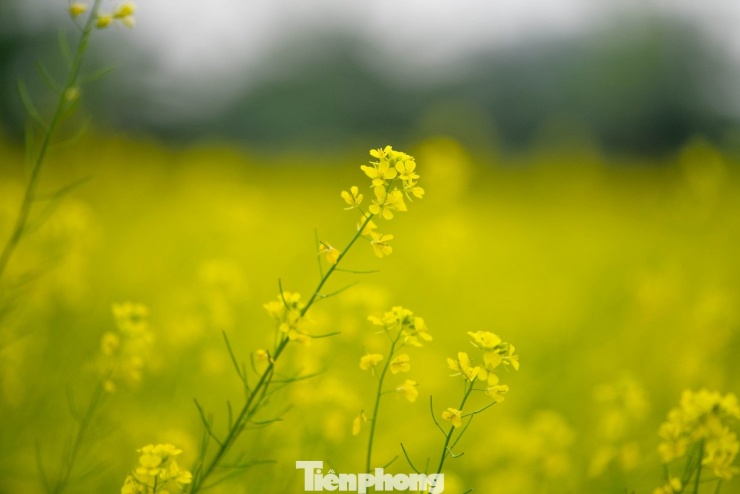 Hà Nội: Dạo chơi trên cánh đồng rực rỡ sắc vàng hoa cải - 10