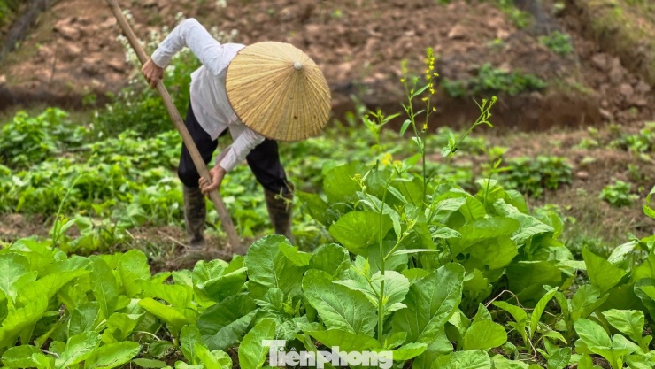 Hà Nội: Dạo chơi trên cánh đồng rực rỡ sắc vàng hoa cải - 13