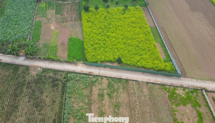 Hà Nội: Dạo chơi trên cánh đồng rực rỡ sắc vàng hoa cải - 12