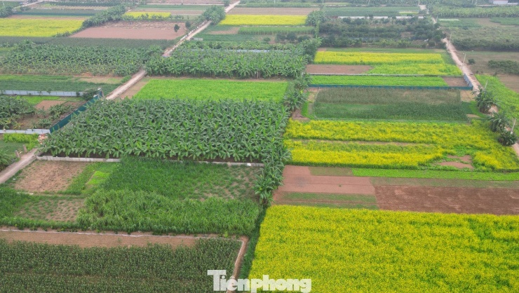 Hà Nội: Dạo chơi trên cánh đồng rực rỡ sắc vàng hoa cải - 16