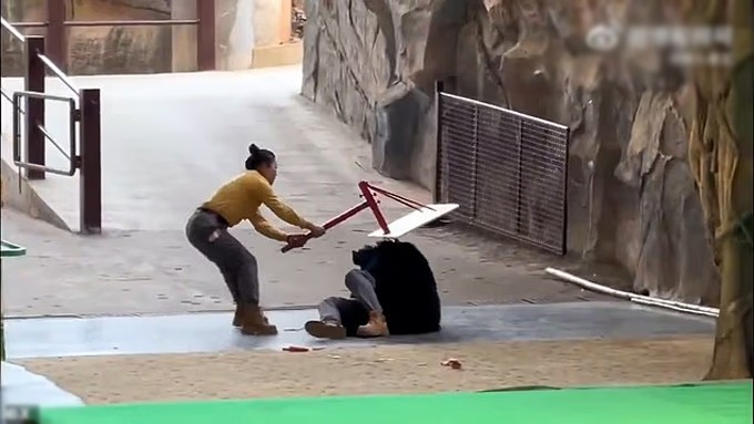 Gấu đen vật nhân viên vườn thú xuống đất, bám chặt không buông. Ảnh: X