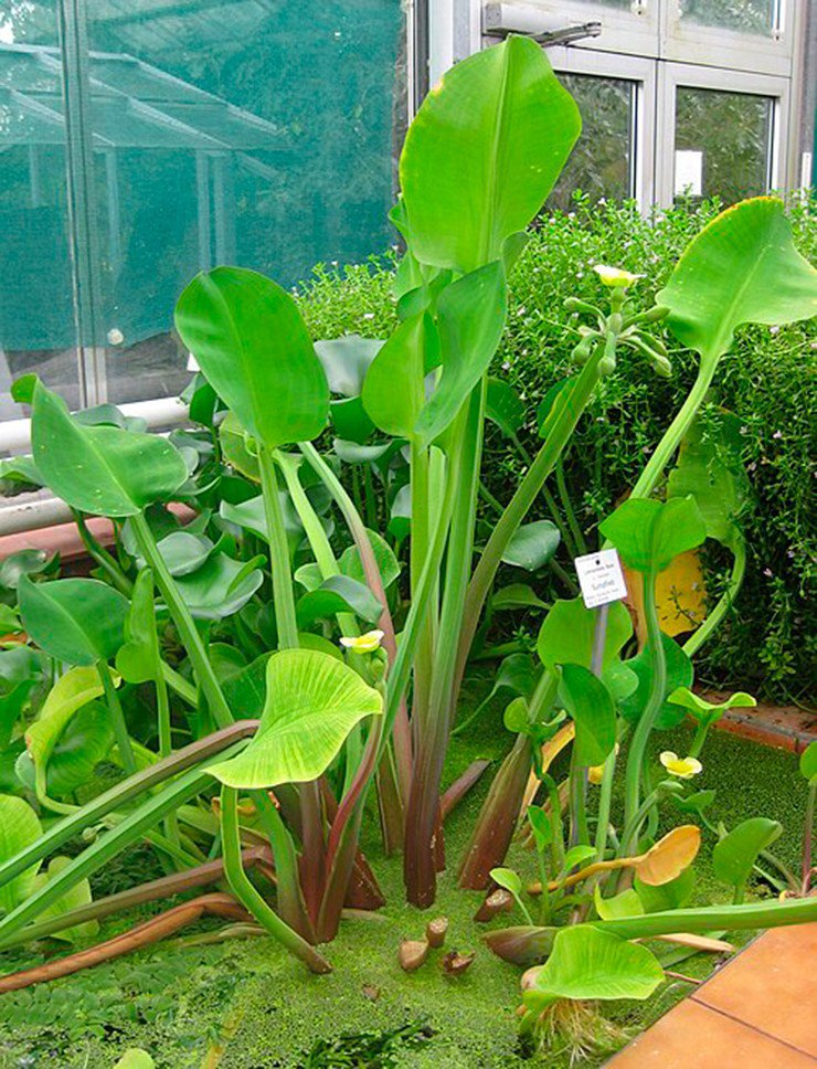 Kèo nèo có nhiều ở các tỉnh miền Tây.