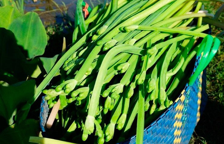 Loài rau dại mọc bờ mương hoá "mỏ tiền", là đặc sản lạ được săn tìm - 2