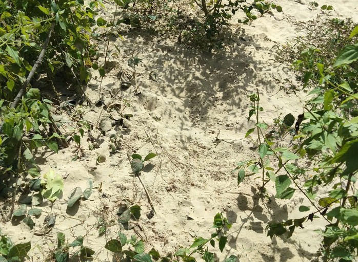 Vị trí bé sơ sinh nghi bị "chôn sống" là khu vực bãi cát, vắng người