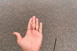 Thị trường - Tiêu dùng - Loài đặc sản chui lên từ bùn đất lúc nửa đêm, đến mùa dân bắt về bán "hốt bạc"