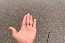 Loài đặc sản chui lên từ bùn đất lúc nửa đêm, đến mùa dân bắt về bán "hốt bạc"