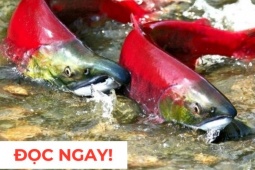 Tin tức sức khỏe - &quot;Nhân sâm dưới nước&quot; siêu đắt đỏ, nhiều người săn lùng vì công dụng dưỡng phổi “đỉnh nóc kịch trần”!