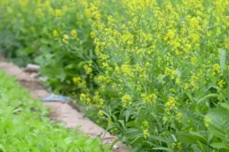 Du lịch - Hà Nội: Dạo chơi trên cánh đồng rực rỡ sắc vàng hoa cải