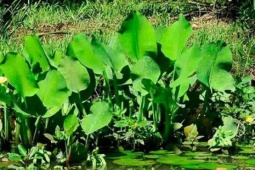 Loài rau dại mọc bờ mương hoá "mỏ tiền", là đặc sản lạ được săn tìm