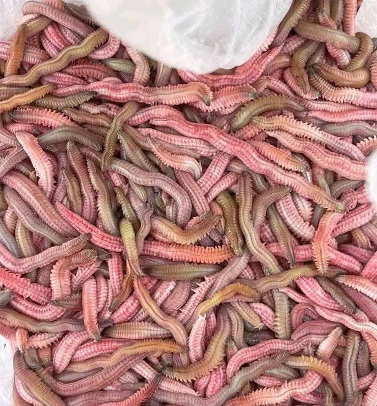 Rươi là một trong những đặc sản quý hiếm của miền Bắc, không phải địa phương nào cũng có và cũng không xuất hiện quanh năm.
