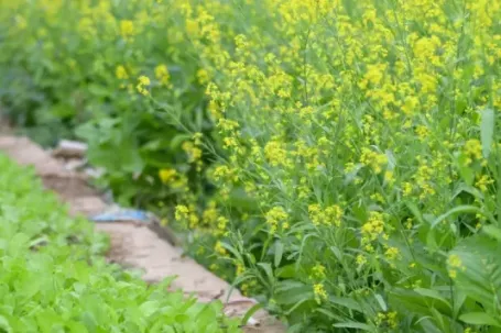 Hà Nội: Dạo chơi trên cánh đồng rực rỡ sắc vàng hoa cải